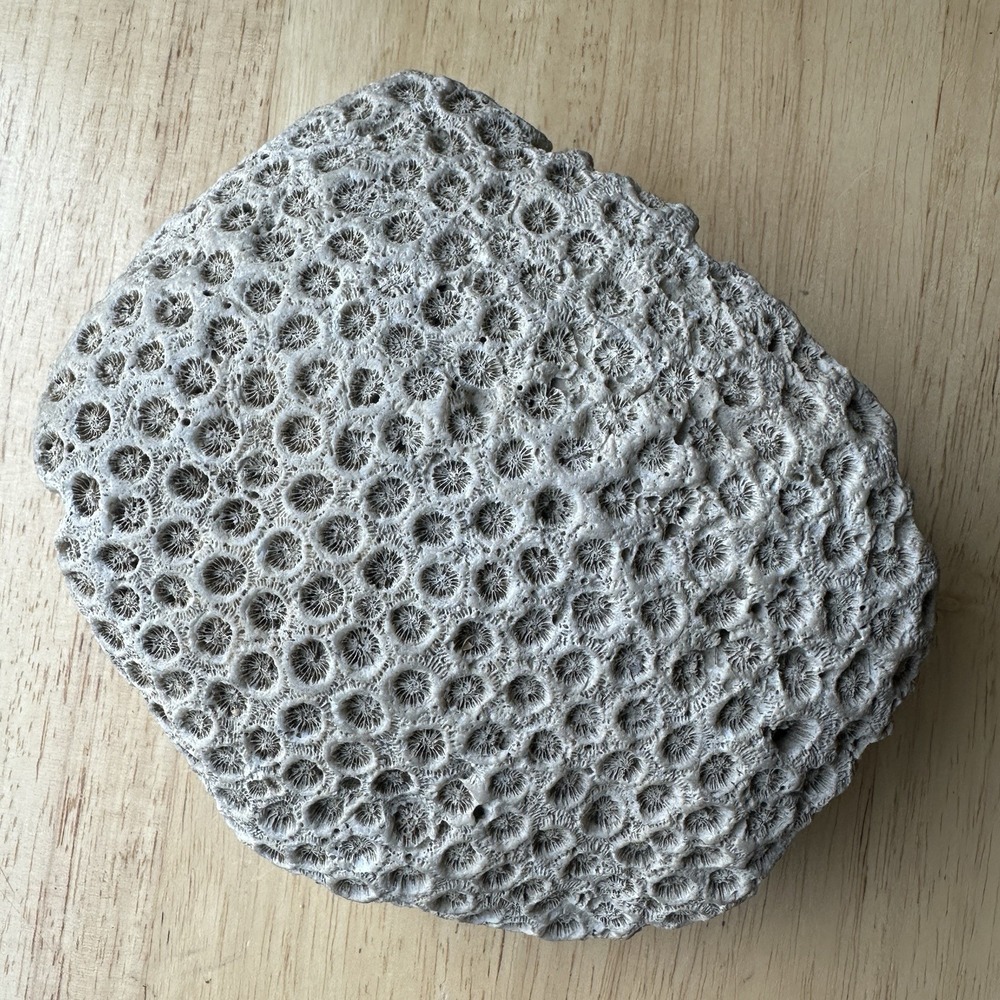 Fossil Coral Colony Specimen 5.5" Detailed Tarrant County Texas Creek Find 42 oz - Picture 4 of 11
